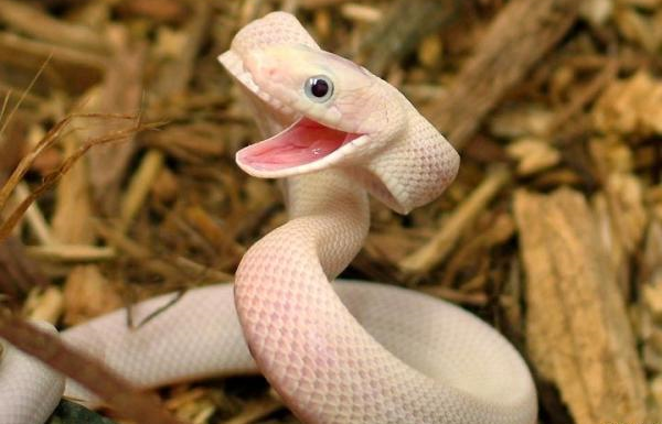 Happy-Snake-wiki.png